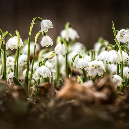 Lejlighed Schwarzwaldnest